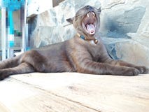 Il gatto è spalancato, trovandosi su un pavimento di legno fotografie stock Il gatto è spalancato, trovandosi su un pavimento di legno fotografie stock
