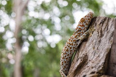 Il geco di Tokay aderisce in un albero su fondo vago fotografie stock libere da diritti Il geco di Tokay aderisce in un albero su fondo vago fotografie stock libere da diritti