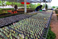 Il giardiniere è succulente della propagazione nella serra facendo uso della foglia che incide il vassoio della miscela della com fotografia stock Il giardiniere è succulente della propagazione nella serra facendo uso della foglia che incide il vassoio della miscela della com fotografia stock