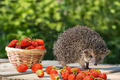 Il giovane istrice sta vicino al canestro di vimini con la fragola su una plancia di legno fotografia stock Il giovane istrice sta vicino al canestro di vimini con la fragola su una plancia di legno fotografia stock