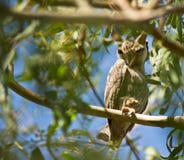 Il gufo di Scops White-faced immagine stock libera da diritti Il gufo di Scops White-faced immagine stock libera da diritti
