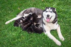 Il husky con gli occhi azzurri alimenta i cuccioli fotografia stock libera da diritti Il husky con gli occhi azzurri alimenta i cuccioli fotografia stock libera da diritti