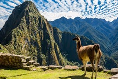 Il lama Machu Picchu rovina il peruviano le Ande Cuzco Perù Il lama Machu Picchu rovina il peruviano le Ande Cuzco Perù