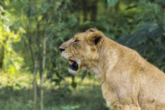 Il leone immagini stock libere da diritti Il leone immagini stock libere da diritti