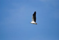 Il leucogaster dal ventre bianco del Haliaeetus dell'aquila di mare fotografia stock libera da diritti Il leucogaster dal ventre bianco del Haliaeetus dell'aquila di mare fotografia stock libera da diritti