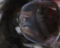 Il luccio del pesce di acqua dolce nel bello pulisce la libbra Colpo subacqueo con bacground piacevole e luce naturale Anima selv immagini stock libere da diritti Il luccio del pesce di acqua dolce nel bello pulisce la libbra Colpo subacqueo con bacground piacevole e luce naturale Anima selv immagini stock libere da diritti