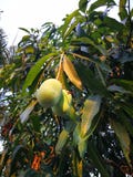 Il mango è sull'albero fotografie stock libere da diritti Il mango è sull'albero fotografie stock libere da diritti