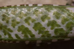 Il mantide del cardo selvatico, mendica di Blepharopsis all'interno di un giardino in Cipro durante può a notte e giorno immagine stock Il mantide del cardo selvatico, mendica di Blepharopsis all'interno di un giardino in Cipro durante può a notte e giorno immagine stock