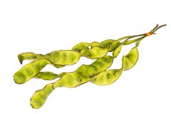 Il mazzo di fagioli di petai ragruppa isolato nel bianco immagine stock libera da diritti Il mazzo di fagioli di petai ragruppa isolato nel bianco immagine stock libera da diritti