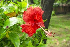 Il mazzo di grandi petali rossi degli ibischi hawaiani sboccia copertura intorno allo stame lungo ed il pistillo, conosciuto come immagine stock libera da diritti Il mazzo di grandi petali rossi degli ibischi hawaiani sboccia copertura intorno allo stame lungo ed il pistillo, conosciuto come immagine stock libera da diritti