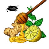 Il miele, lo zenzero, il limone e la menta vector il disegno Cucchiaio di legno, goccia del miele, hearb royalty illustrazione gratis Il miele, lo zenzero, il limone e la menta vector il disegno Cucchiaio di legno, goccia del miele, hearb royalty illustrazione gratis
