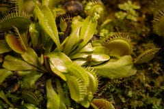 Il muscipula di Venus Fly Traps Dionaea e le piante carnivori del capensis del Drosera di drosere secernono gli enzimi digestivi fotografia stock Il muscipula di Venus Fly Traps Dionaea e le piante carnivori del capensis del Drosera di drosere secernono gli enzimi digestivi fotografia stock