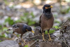 Il myna comune, myna indiano, è un membro degli storni e dei mynas dello Sturnidae della famiglia indigeni in Asia fotografia stock libera da diritti Il myna comune, myna indiano, è un membro degli storni e dei mynas dello Sturnidae della famiglia indigeni in Asia fotografia stock libera da diritti