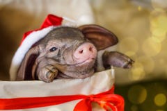Il Natale e la carta del nuovo anno con il maiale neonato sveglio di Santa in regalo presentano la scatola Simbolo delle decorazi fotografia stock libera da diritti Il Natale e la carta del nuovo anno con il maiale neonato sveglio di Santa in regalo presentano la scatola Simbolo delle decorazi fotografia stock libera da diritti