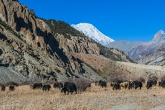 Il Nepal - yak che guardano fisso sul prato immagine stock libera da diritti Il Nepal - yak che guardano fisso sul prato immagine stock libera da diritti