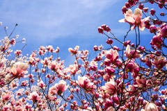 Il paesaggio della molla dei fiori della prugna immagine stock libera da diritti Il paesaggio della molla dei fiori della prugna immagine stock libera da diritti