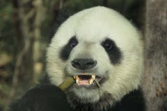 Il panda gigante fotografia stock libera da diritti Il panda gigante fotografia stock libera da diritti