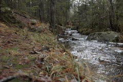 Il parco nazionale di Tyresta è pieno delle sorprese immagine stock Il parco nazionale di Tyresta è pieno delle sorprese immagine stock