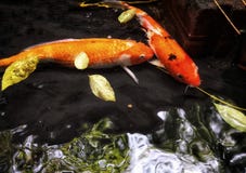 Il pesce operato variopinto della carpa, pesce di koi sta nuotando nello stagno, immagine stock Il pesce operato variopinto della carpa, pesce di koi sta nuotando nello stagno, immagine stock