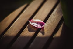 Il petalo di un tulipano rosa si trova su una tavola di legno sul sole immagini stock Il petalo di un tulipano rosa si trova su una tavola di legno sul sole immagini stock