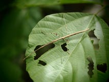 Il Phasmida, cavalletta sopra era foglia verde alimentare nel grang di Baan, immagine stock libera da diritti Il Phasmida, cavalletta sopra era foglia verde alimentare nel grang di Baan, immagine stock libera da diritti