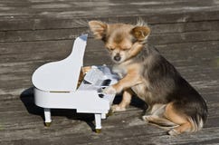 Il piccolo cane sta giocando sul piano sulla fase piena di sole immagine stock Il piccolo cane sta giocando sul piano sulla fase piena di sole immagine stock