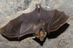 Il pipistrello è mammifero e chiamata fotografie stock libere da diritti Il pipistrello è mammifero e chiamata fotografie stock libere da diritti