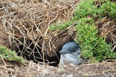 Il più piccolo pinguin immagini stock libere da diritti Il più piccolo pinguin immagini stock libere da diritti