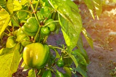 Il primo piano di maturazione pepa nella piantagione domestica del pepe Piante dolci verdi fresche del peperone dolce, Paprika Gr Immagine Stock Libera da Diritti Il primo piano di maturazione pepa nella piantagione domestica del pepe Piante dolci verdi fresche del peperone dolce, Paprika Gr Immagine Stock Libera da Diritti