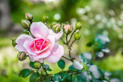 Il primo piano di un giardino ? aumentato con le gocce di rugiada immagini stock Il primo piano di un giardino ? aumentato con le gocce di rugiada immagini stock