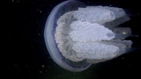 Il pulmo di Rhizostoma delle meduse del barilotto nuota nella colonna di acqua, colpo medio video d archivio Il pulmo di Rhizostoma delle meduse del barilotto nuota nella colonna di acqua, colpo medio video d archivio