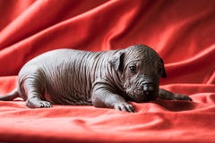Il puppie messicano del xoloitzcuintle del cane neonato, uno settimane di età, si trova su un fondo rosso fotografie stock Il puppie messicano del xoloitzcuintle del cane neonato, uno settimane di età, si trova su un fondo rosso fotografie stock