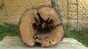 Il pyrus communis attaccato dagli insetti legno-distruggere, albero della pera ha tagliato il tarlo molto attaccato del tronco da video d archivio Il pyrus communis attaccato dagli insetti legno-distruggere, albero della pera ha tagliato il tarlo molto attaccato del tronco da video d archivio