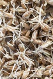 il raccolto guastato di grano Fotografia Stock il raccolto guastato di grano Fotografia Stock