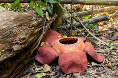 Il Rafflesia, più grande fiore fotografie stock libere da diritti Il Rafflesia, più grande fiore fotografie stock libere da diritti