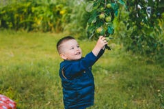 Il ragazzo vuole raggiungere Apple verde immagine stock libera da diritti Il ragazzo vuole raggiungere Apple verde immagine stock libera da diritti