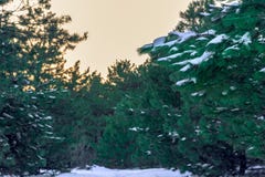 Il ramo innevato del pino a fuoco ed il bosco verde nei precedenti è offuscato La Russia, Stary Krym fotografie stock libere da diritti Il ramo innevato del pino a fuoco ed il bosco verde nei precedenti è offuscato La Russia, Stary Krym fotografie stock libere da diritti