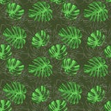 Il rosteniya tropicale lascia il verde di mistero su un fondo marrone con il contorno sottile nella parte posteriore bitmap illustrazione di stock Il rosteniya tropicale lascia il verde di mistero su un fondo marrone con il contorno sottile nella parte posteriore bitmap illustrazione di stock