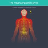 Il sistema nervoso periferico collega il corpo royalty illustrazione gratis Il sistema nervoso periferico collega il corpo royalty illustrazione gratis