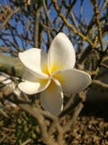 Il solo fiore ha andato sul mio albero fotografia stock Il solo fiore ha andato sul mio albero fotografia stock