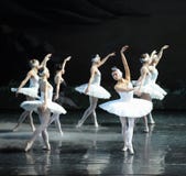 Il suo Ojta affranto è ritornato al lago swan di tribù-balletto del cigno immagine stock Il suo Ojta affranto è ritornato al lago swan di tribù-balletto del cigno immagine stock