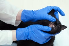 Il veterinario di medico in guanti sterili blu esamina i denti di un gatto nero immagine stock libera da diritti Il veterinario di medico in guanti sterili blu esamina i denti di un gatto nero immagine stock libera da diritti