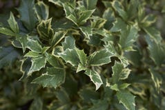 Ilex aquifolium variegated leaves stock photography Ilex aquifolium variegated leaves stock photography