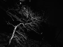 Illuminated tree at night Stock Images Illuminated tree at night Stock Images
