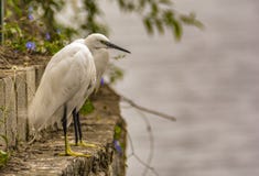 Illusion : Two Little egrets merged as one royalty free stock photo Illusion : Two Little egrets merged as one royalty free stock photo