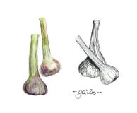 Illustration av vattenfärgen och linjär dra vitlök vektor illustrationer Illustration av vattenfärgen och linjär dra vitlök vektor illustrationer