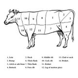 Illustration of Beef cutting up diagram - Vector Illustration royalty free illustration Illustration of Beef cutting up diagram - Vector Illustration royalty free illustration