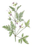 Illustration botanique d'aquarelle des wildflowers lilas illustration de vecteur Illustration botanique d'aquarelle des wildflowers lilas illustration de vecteur