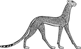 Illustration d'un léopard égyptien antique Fond blanc illustration de vecteur Illustration d'un léopard égyptien antique Fond blanc illustration de vecteur