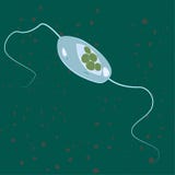 Illustration de vecteur d'eukaryote unicellulaire Acritarcha, illustration de ProtozoaVector d'eukaryote unicellulaire Euglenozoa illustration de vecteur Illustration de vecteur d'eukaryote unicellulaire Acritarcha, illustration de ProtozoaVector d'eukaryote unicellulaire Euglenozoa illustration de vecteur